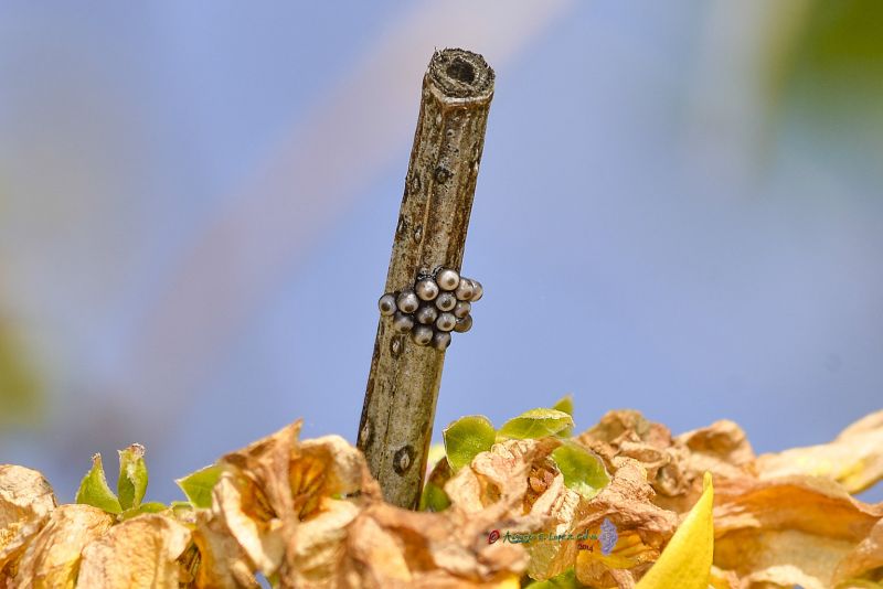 Puesta de Coccinella septempunctata Reducc.jpg